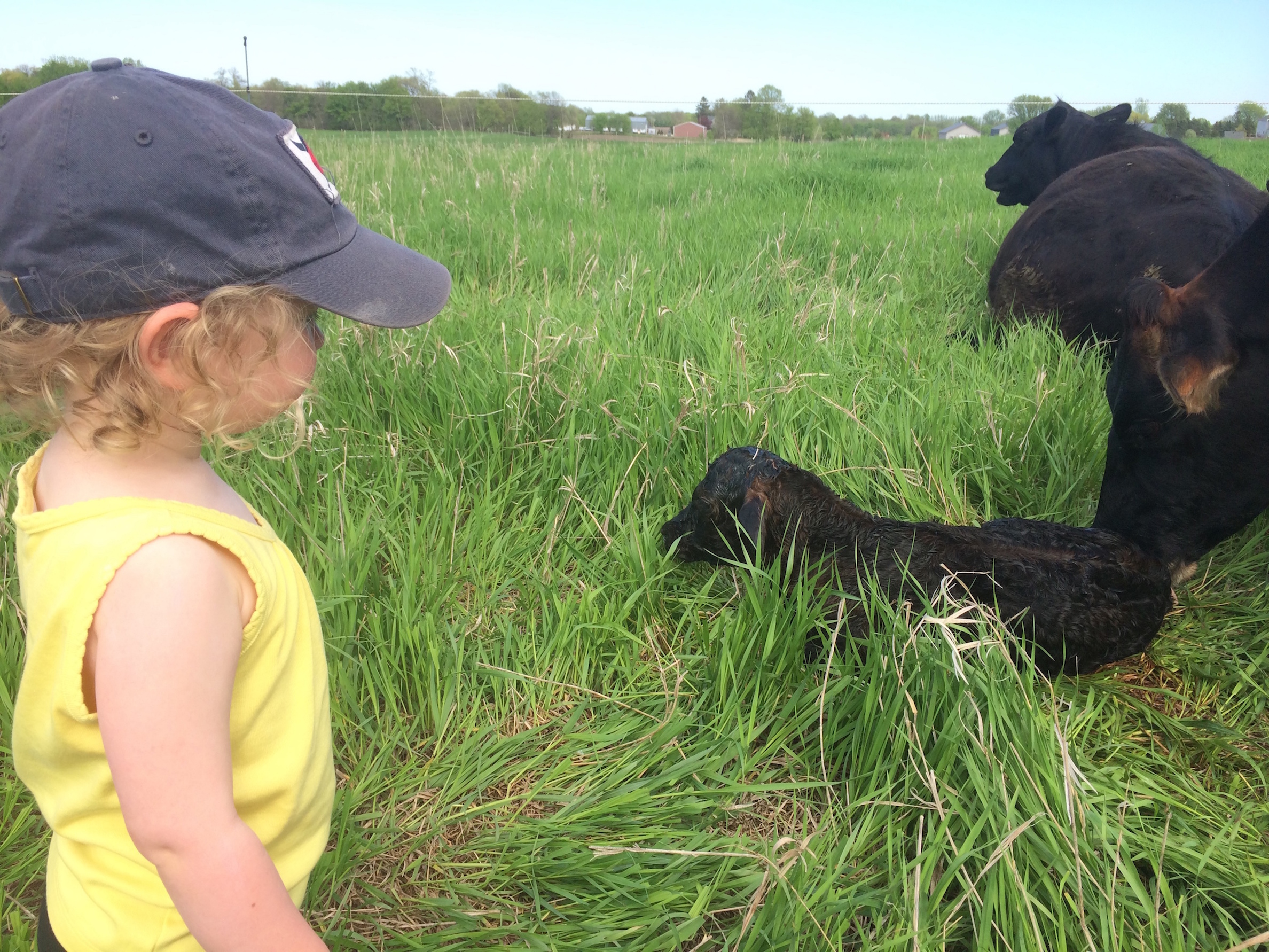 brand new baby calf on pasture